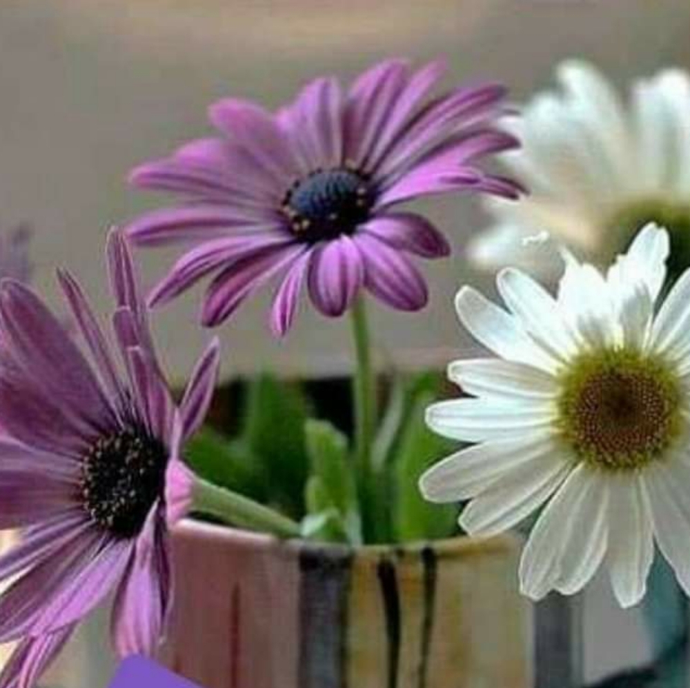 Meet your Posher, Gjunler